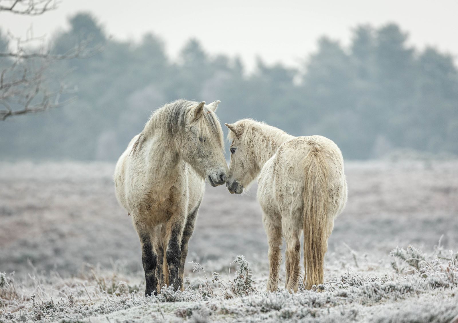 New Forest Ponies on a frosty day
